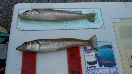 播磨新島へキス調査