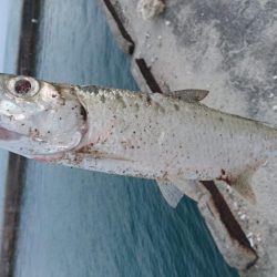 久しぶりのターポン