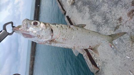 久しぶりのターポン