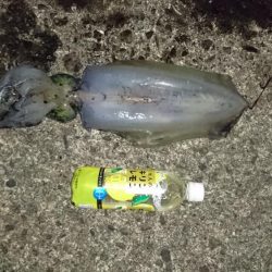 水温が安定してるので行って来ました。