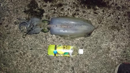 水温が安定してるので行って来ました。