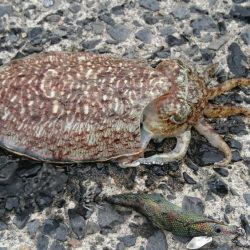 コウイカエギング