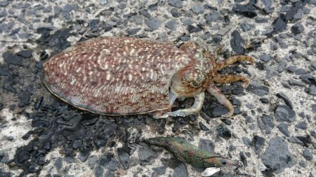 コウイカエギング