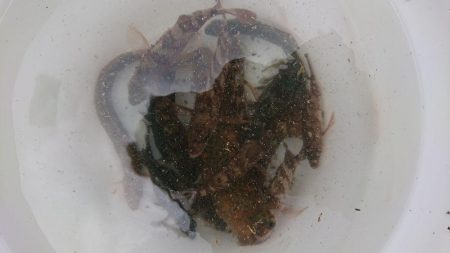 メバル入れ食い