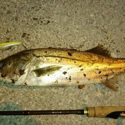 久しぶりのオカッパリシーバス