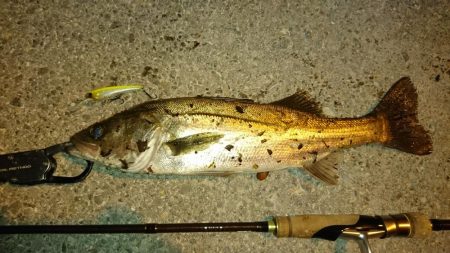 久しぶりのオカッパリシーバス