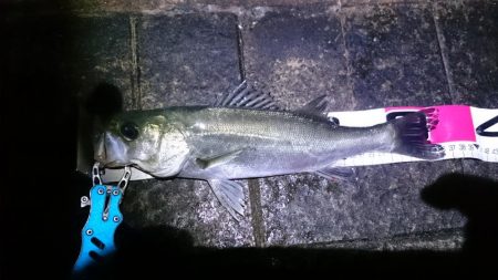 小雨の中でのシーバス狙い