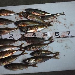 寒いし渋いが尺アジゲット