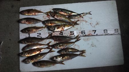 寒いし渋いが尺アジゲット