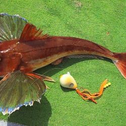 ホウボウが釣れ始めたよー