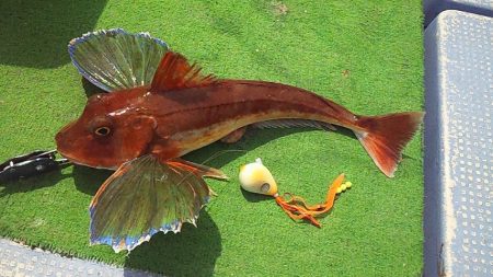 ホウボウが釣れ始めたよー