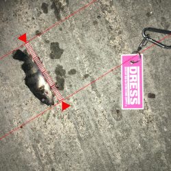 プラグでのメバリング