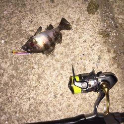 楽しいプラッキング