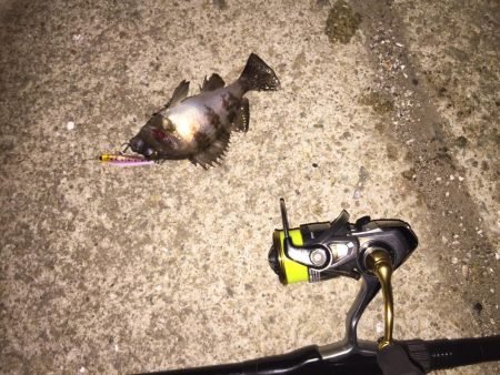 楽しいプラッキング