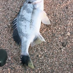 桜が満開釣り日和