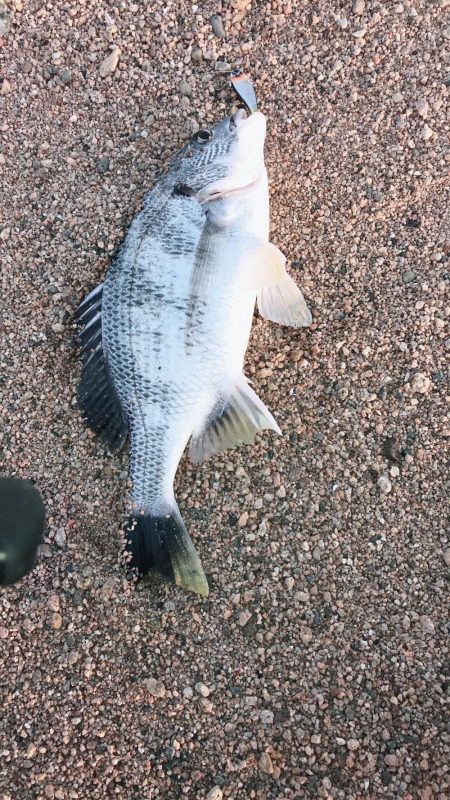 桜が満開釣り日和