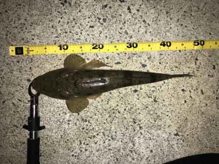 マゴチシーズンなう