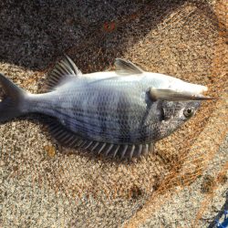 の〜んびりチヌ釣り