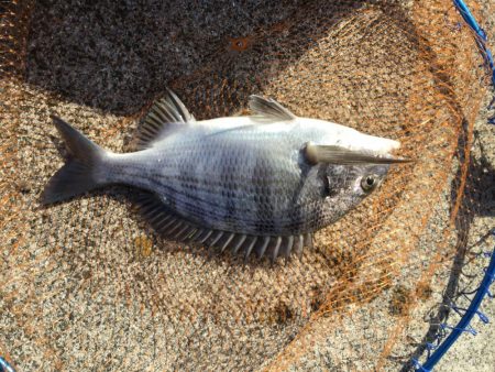の〜んびりチヌ釣り