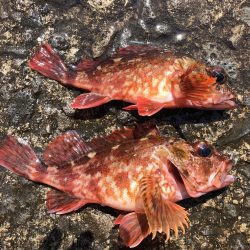 風にも負けず根魚♪