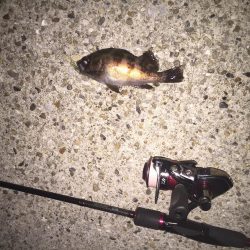 新しい漁港で挑戦