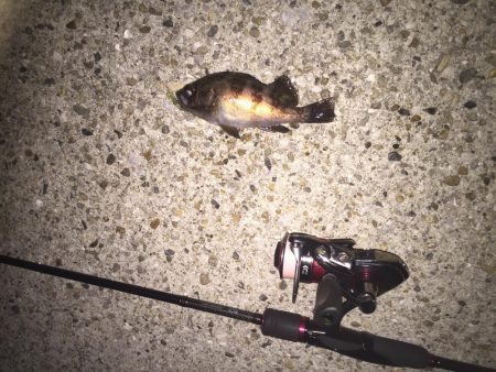 新しい漁港で挑戦