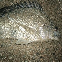 暖かくなり釣り人も多くなってる