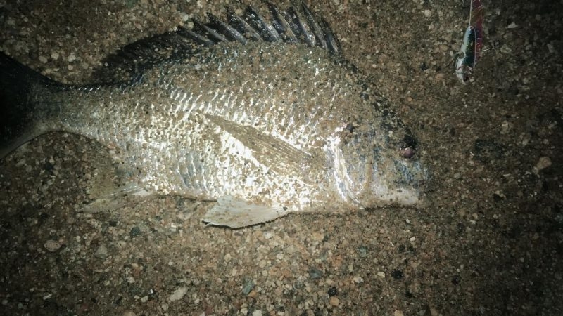 暖かくなり釣り人も多くなってる