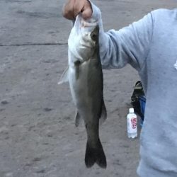 バチ調査が…。