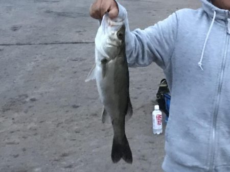 バチ調査が…。