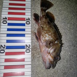 ロックフィッシュ