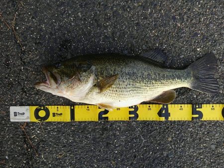 ぐりぐりダブル巻き巻き～