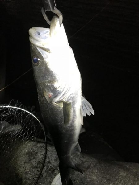 チヌ狙いのつもりが…