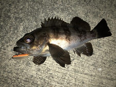 メバル活性上がりましたね