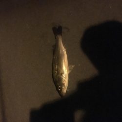 昭和ミリオン横の橋からチーバス