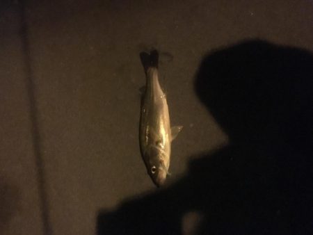 昭和ミリオン横の橋からチーバス