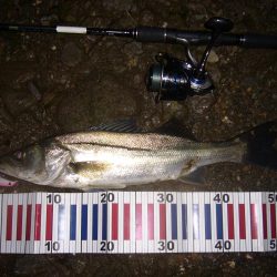 今宵もシーバス調査釣行