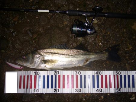 今宵もシーバス調査釣行