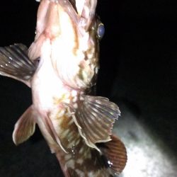 春のガシラ調査