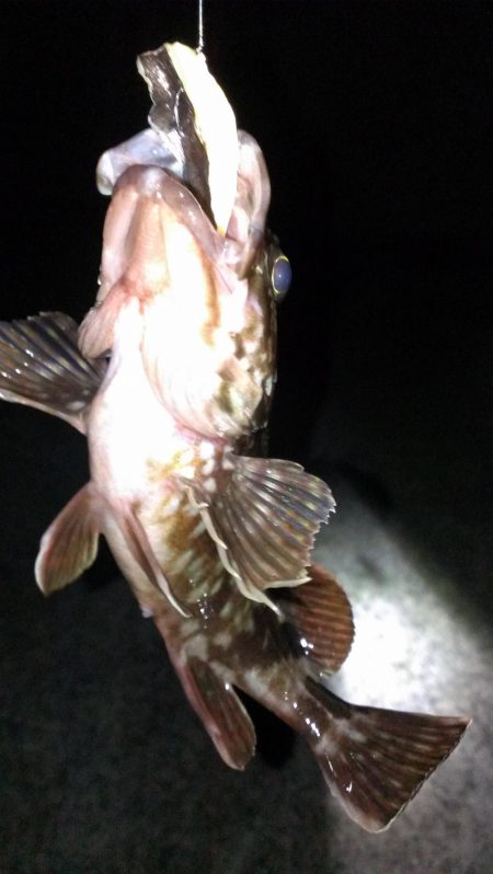 春のガシラ調査