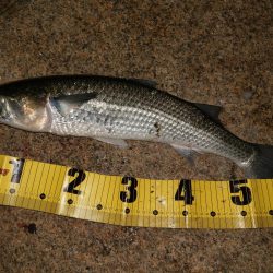 タイリクスズキ?