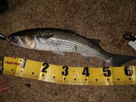 タイリクスズキ?