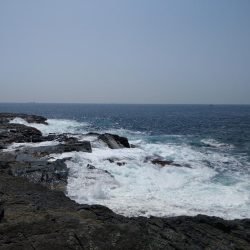 青物釣れねーなー