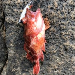 久しぶりにサカナが釣れた。