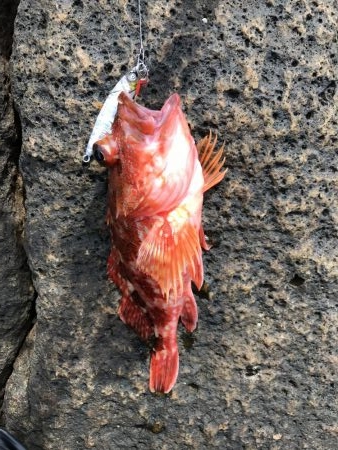 久しぶりにサカナが釣れた。