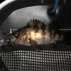 二見メバリング