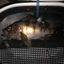 二見メバリング2