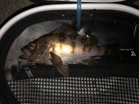 二見メバリング2