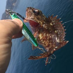 青物狙いのはずが