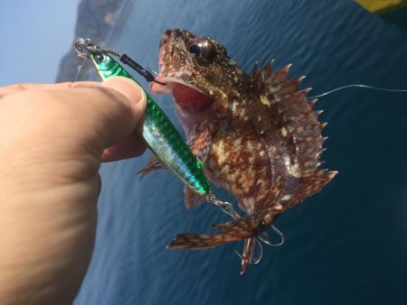 青物狙いのはずが